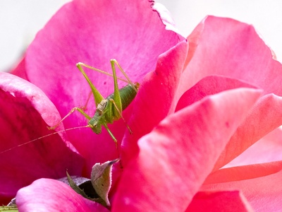 Grasshopper