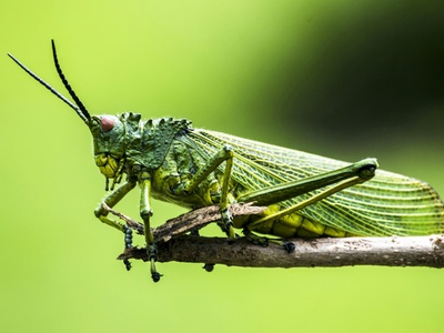 Grasshopper