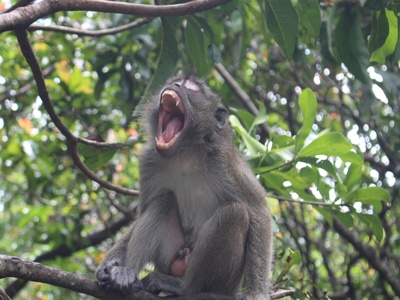 Gray-bellied Night Monkey
