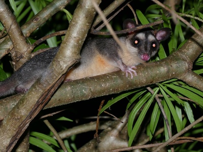 Gray Four-eyed Opossum