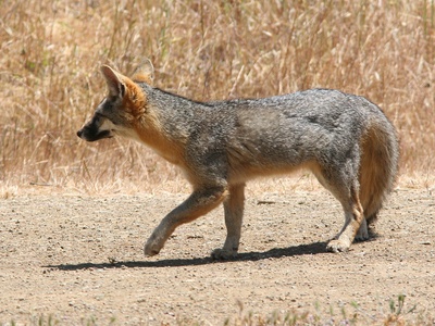 Gray Fox