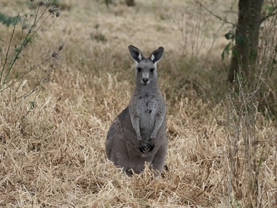 Gray Kangaroo, Eastern