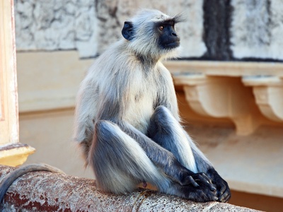 Gray Langur, Southern Plains