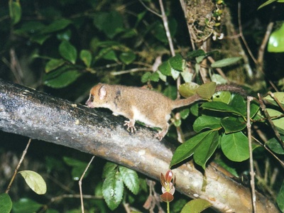 Gray mouse lemur