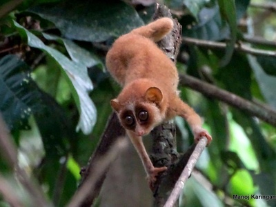 Gray Slender Loris
