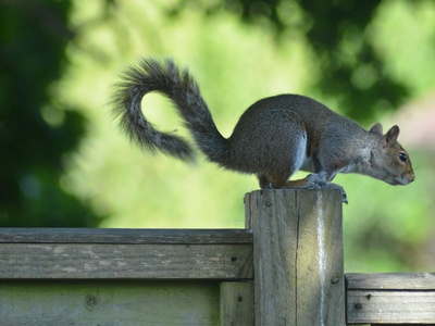 Gray Squirrel