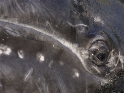 Gray Whale