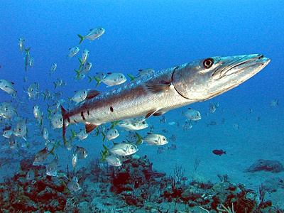 Great Barracuda