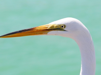 Great Egret