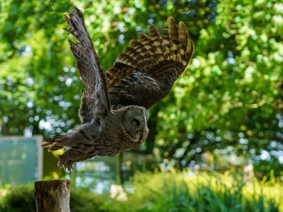 Great Grey Owl