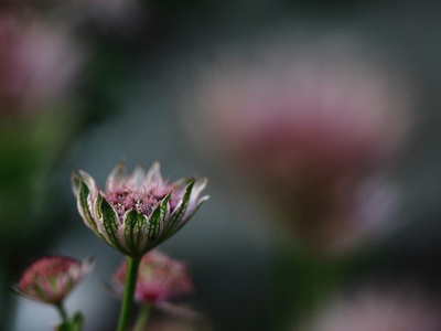 Great masterwort