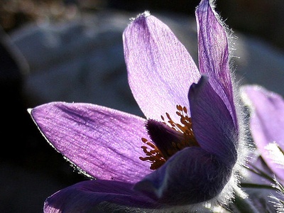 Great Pasqueflower