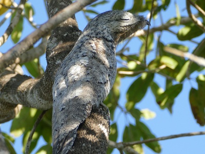Great Potoo