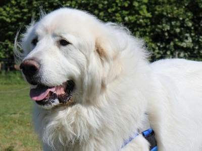 Great Pyrenees