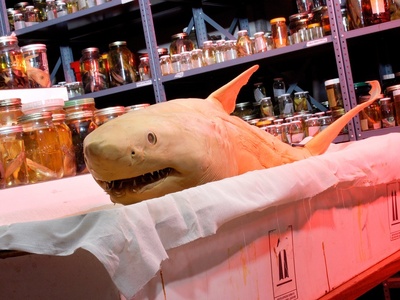 Great white shark