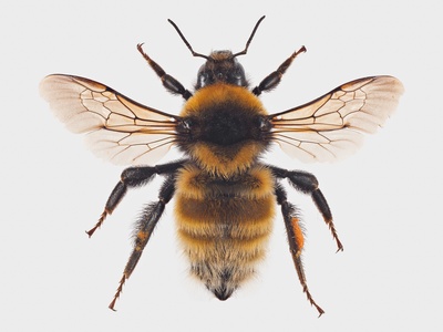 Great Yellow Bumblebee