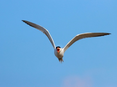 Greater Crested Tern