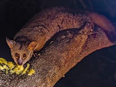 Greater Galago