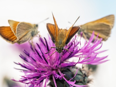 Greater Knapweed