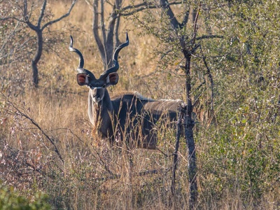 Greater kudu