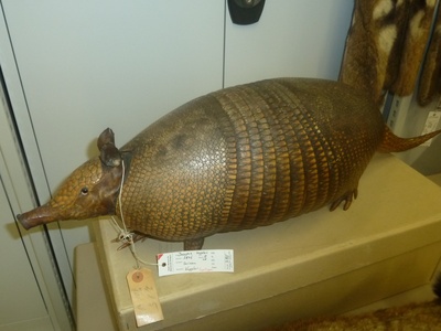 Greater Long-nosed Armadillo