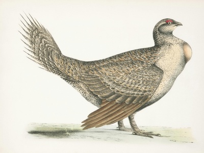 Greater Sage-Grouse