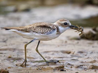 Greater Sand Plover