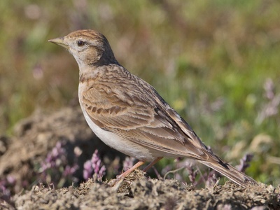 Greater Short-toed Lark