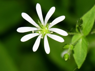 Greater stitchwort