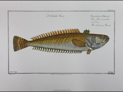 Greater weever fish