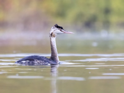 Grebe