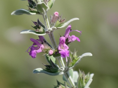 Greek Sage
