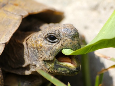 Greek (spur-thighed) tortoise