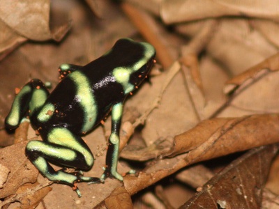 Green-and-black poison-dart frog