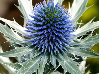 Green-crowned Sea Holly