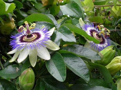 Green-flowered Passionflower