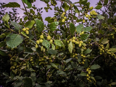 Green Alder