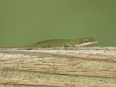 Green anole