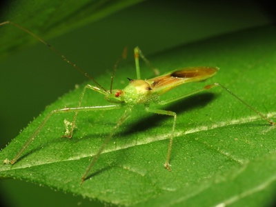 Green Assassin Bug