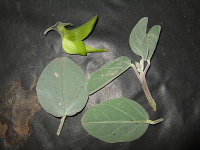 Green Birdflower