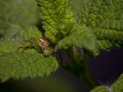 Green Crab Spider