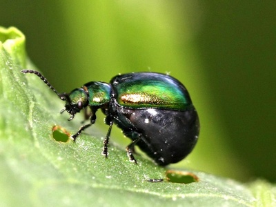 Green Dock Beetle