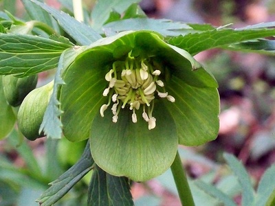 Green Hellebore