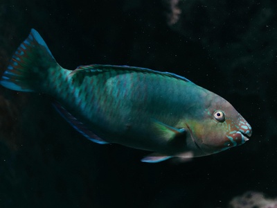 Green Humphead Parrotfish