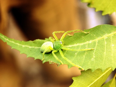 Green Huntsman Spider