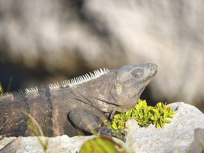 Green iguana