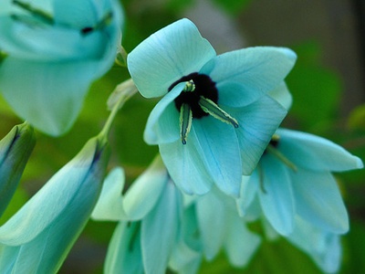 Green Ixia
