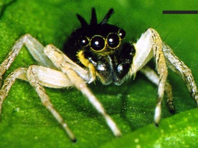 Green Jumping Spider