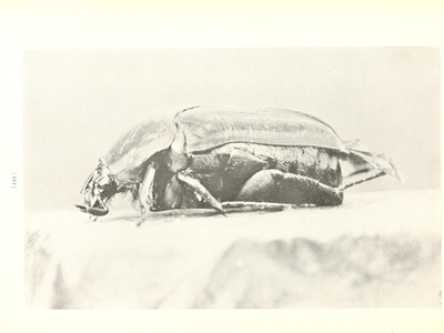 Green June Beetle