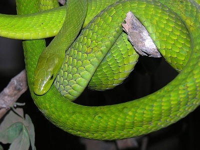 Green Mamba